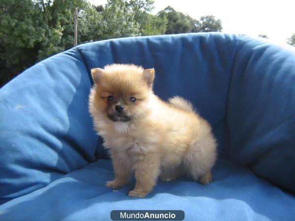 Cachorros pomerania 400€