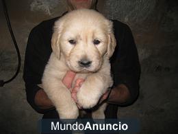 Excelente cachorra Golden Retriever cn pedigree en Marratxi