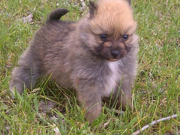 Pomerania cachorros de dos meses