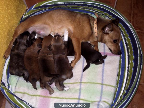 SE REGALA 5 CACHORRITOS MEZTIZOS