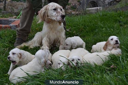 VENDO SETTER INGLES CON PEDIGREE