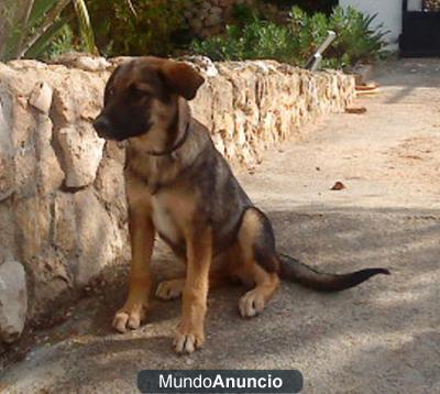 Cachorra cruce pastor alemán de cinco meses