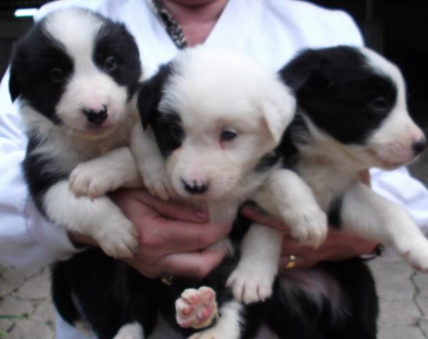 BORDER COLLIE EXCELENTES EJEMPLARES CRIADORES PROFESIONALES