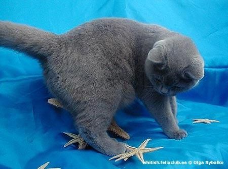 British Short pelo Tabby gatitos para un buen hogar