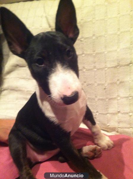 BULL TERRIER MINI