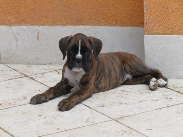 Cachorro boxer atigrado