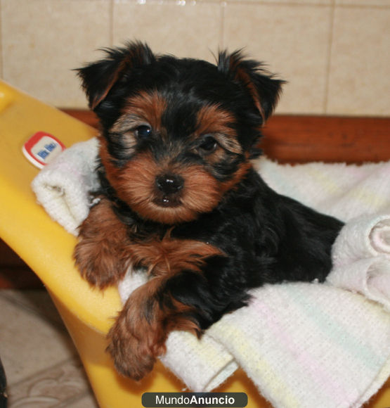 Camada de cachorritos yorkys pequeños con 2 meses, mucho pelo y muy buenas caracteristicas, padres pequeños,con pedigre