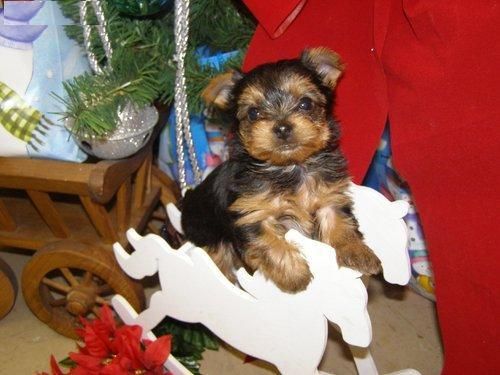 CAMADA YORKSHIRE TERRIER MINIS 180E TRANSPORTES INCLUIDOS     macho y hembra