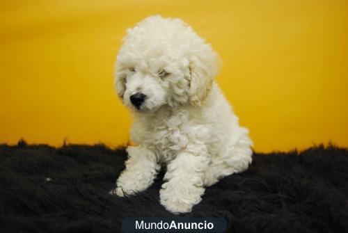 Camadita de Caniche enano, machos y hembras con dos meses