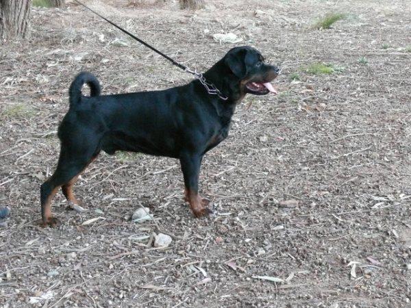 rottweiler calidad exposicion