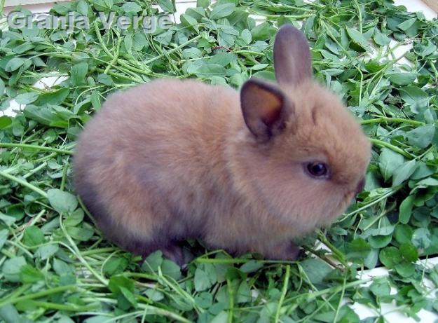 Se venden conejos enanos de angora