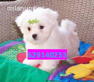 SE VENDEN PRECIOSOS BICHON MALTES TOYS