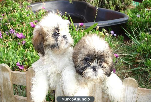 Venta de perros, criadero de calidad