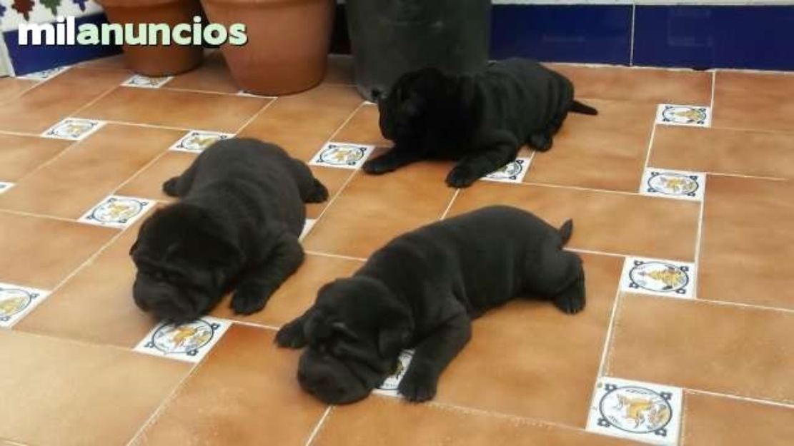 Cachoritas de Shar pei económicas