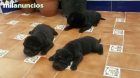 Cachoritas de Shar pei económicas - mejor precio | unprecio.es