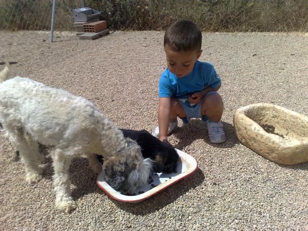 adopta tu cachorro