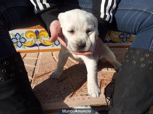 Cama de labradores