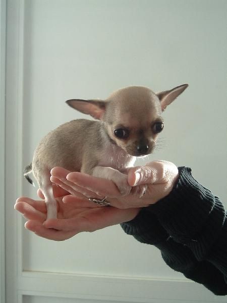 Chihuahua toy para San Valentín con pedigree RSCE