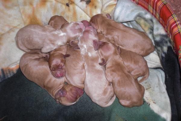 SE VENDEN CACHORROS DE COCKER SPANIEL INGLES