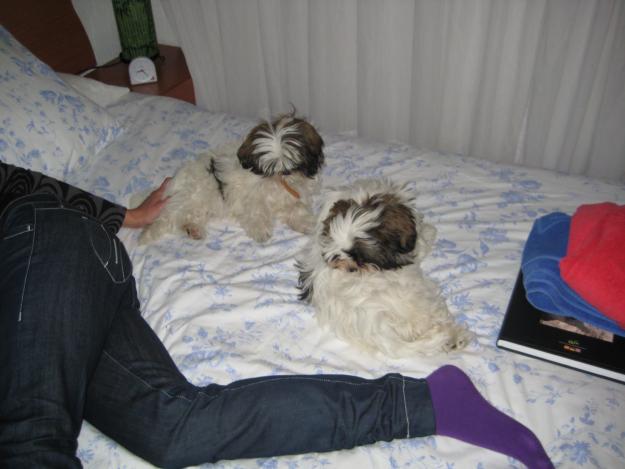 SE VENDEN CACHORROS DE SHIHTZU