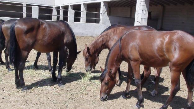 VENDO LOTE DE POTROS CON MUY BUENOS ORIGENES