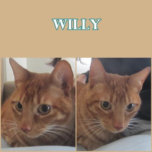 WILLY. Gato rubio de 5 años, desungulado, busca hogar