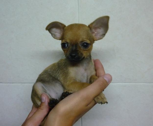 Cachorritos de Chihuahua super minis preciosos