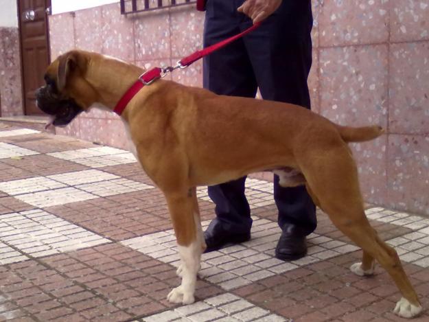 CACHORRO BOXER, PRECIOSO. 100 EUROS