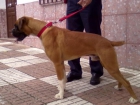 CACHORRO BOXER, PRECIOSO. 100 EUROS - mejor precio | unprecio.es