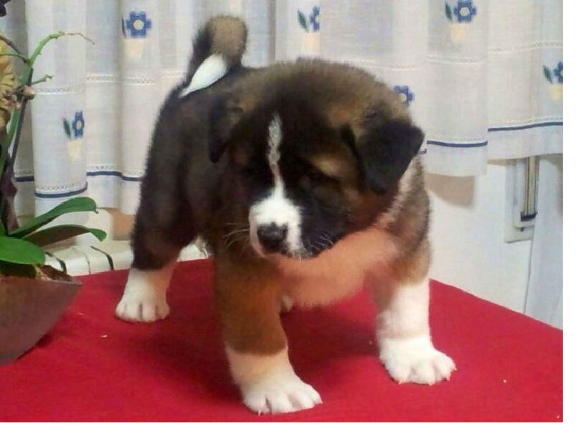 Excelentes cachorros akita americano, hijos de campeon