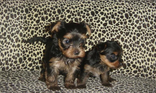 EXCELENTES CACHORROS YORKSHIRE TERRIER