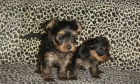 EXCELENTES CACHORROS YORKSHIRE TERRIER - mejor precio | unprecio.es