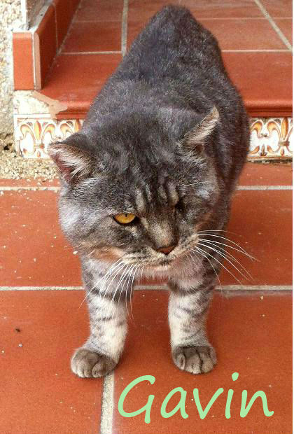 Gavin, gato adorable busca su oportunidad