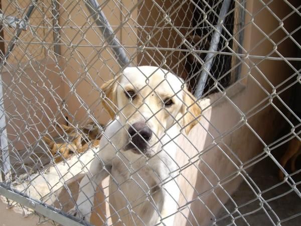 Macho X de Golden y Labrador de 1añito.ADOPTALO!