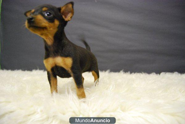 Mini Pinscher Color fuego nueva CAMADA 350ER. CADA CACHORRO