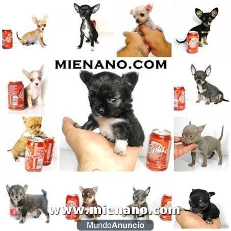 PERRITOS EN VENTA CHIHUAHUA TOY,  PUEDES VER LOS CACHORROS POR NUESTRA WEBCAM