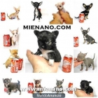 PERRITOS EN VENTA CHIHUAHUA TOY, PUEDES VER LOS CACHORROS POR NUESTRA WEBCAM - mejor precio | unprecio.es