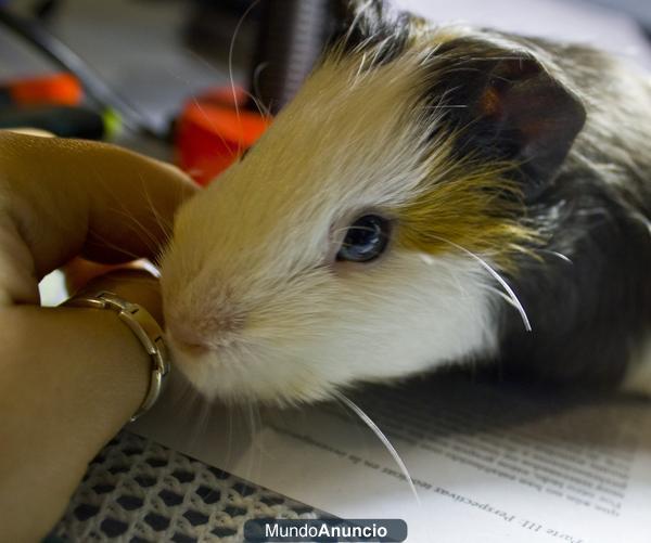 Regalo cobaya en Granada por no poder atender