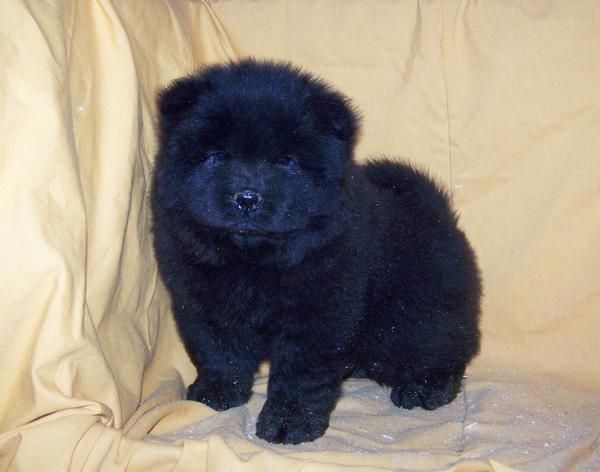 VENDO CACHORRO DE CHOW CHOW NEGRO - 650  -