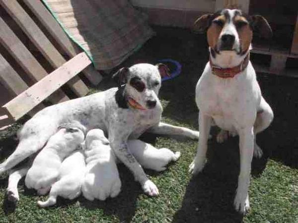 Vendo camada de cachorros bodegueros