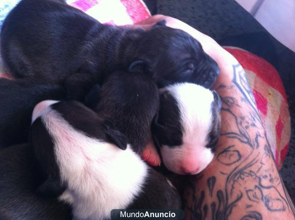 vendo pitbulls