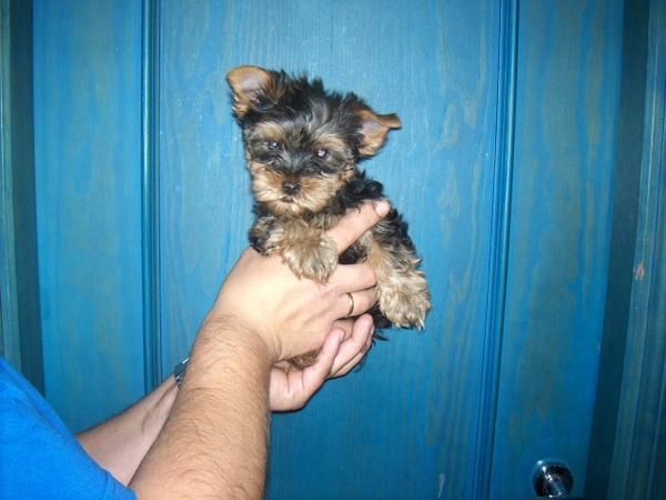 yorkshire terrier cachorrito macho con pedigri (loe)