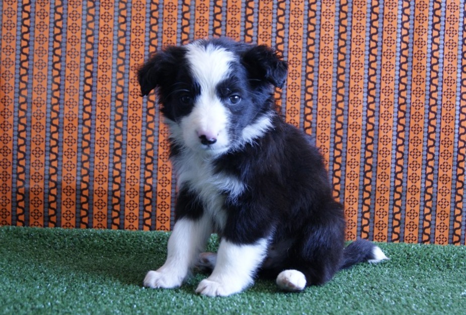 Border Collie Cachorros de Calidad