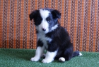 Border Collie Cachorros de Calidad - mejor precio | unprecio.es