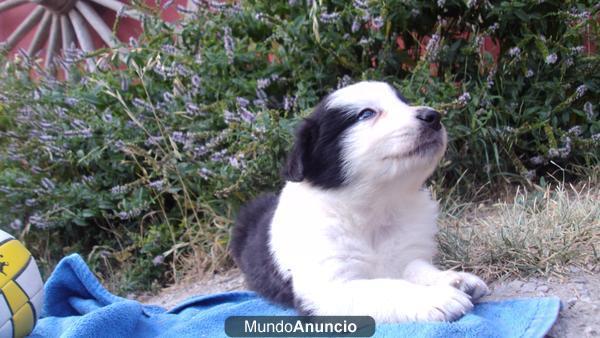 EXCELENTE CAMADA DE BORDER COLLIE DE LLORIANA