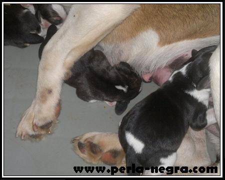 Impresionantes cachorros de Beagle.