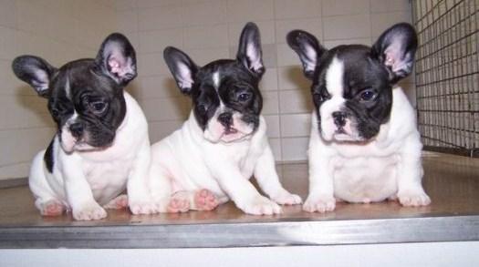 LIQUIDO CACHORROS DE BULLDOG FRANCES RAZA PURA!