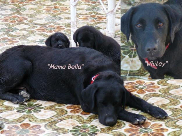 Perros Labradores Perdidos en El Campello