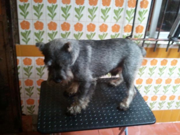 Schnauzer sal y pimienta