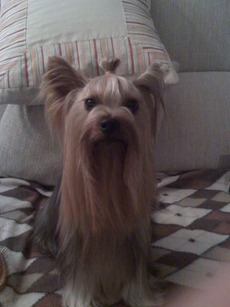 venta cachorrita yorkshire terrier